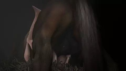Horse video 14