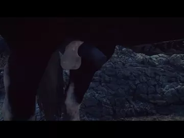 Horse video 74