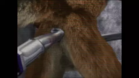 Ass Cam 1 Taurin Fox